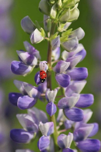 USA, Oregon Ladybug on lupine flower